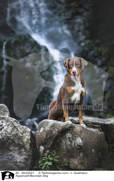 Appenzeller Sennenhund / Appenzell Mountain Dog / JQ-02021