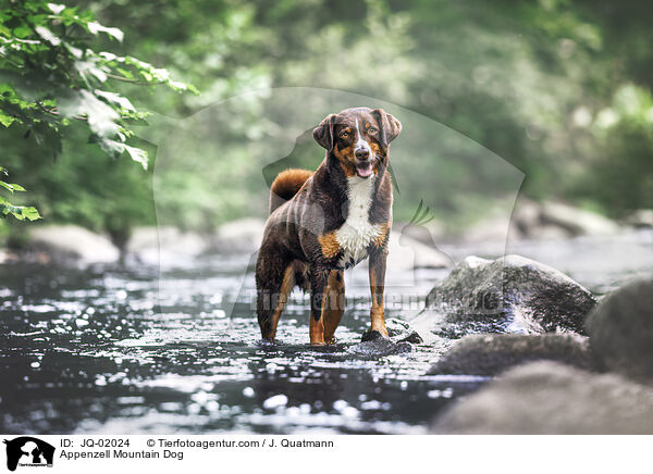 Appenzeller Sennenhund / Appenzell Mountain Dog / JQ-02024