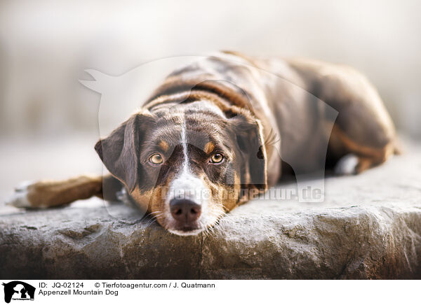 Appenzeller Sennenhund / Appenzell Mountain Dog / JQ-02124