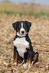 Appenzell Mountain Dog