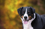 Appenzell Mountain Dog Portrait