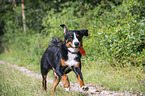 running Appenzell Mountain Dog