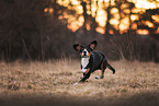 Appenzell Mountain Dog in autumn