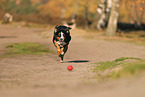 adult Appenzell Mountain Dog