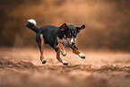 Appenzell Mountain Dog