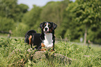 Appenzell Mountain Dog