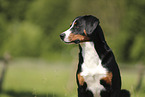 Appenzell Mountain Dog