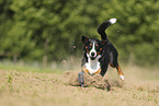 Appenzell Mountain Dog