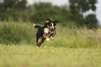 Appenzell Mountain Dog