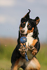 Appenzell Mountain Dog