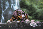 Appenzell Mountain Dog