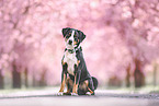 Appenzell Mountain Dog