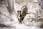 Appenzell Mountain Dog