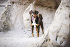 Appenzell Mountain Dog