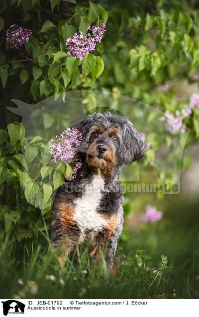 Aussidoodle im Sommer / Aussidoodle in summer / JEB-01792