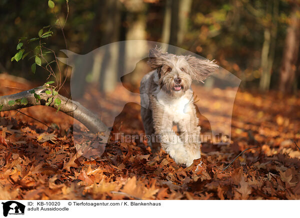 ausgewachsener Aussidoodle / adult Aussidoodle / KB-10020