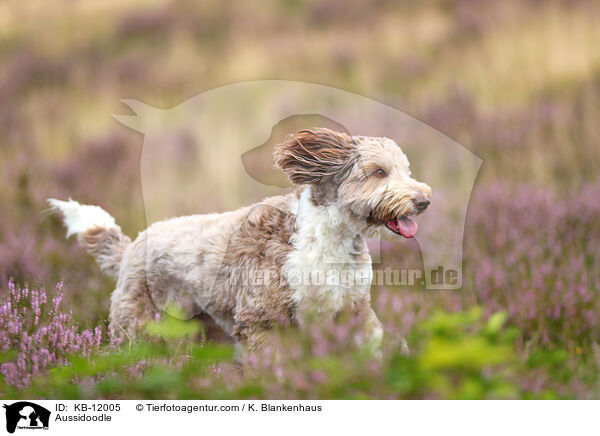 Aussidoodle / Aussidoodle / KB-12005