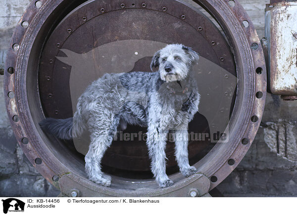 Aussidoodle / Aussidoodle / KB-14456