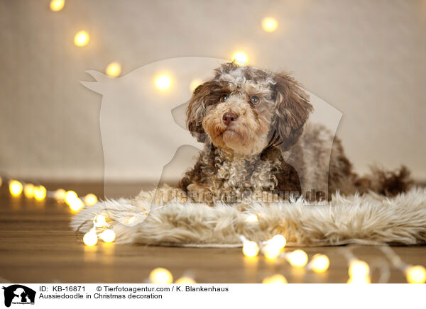 Aussiedoodle in Weihnachtsdeko / Aussiedoodle in Christmas decoration / KB-16871