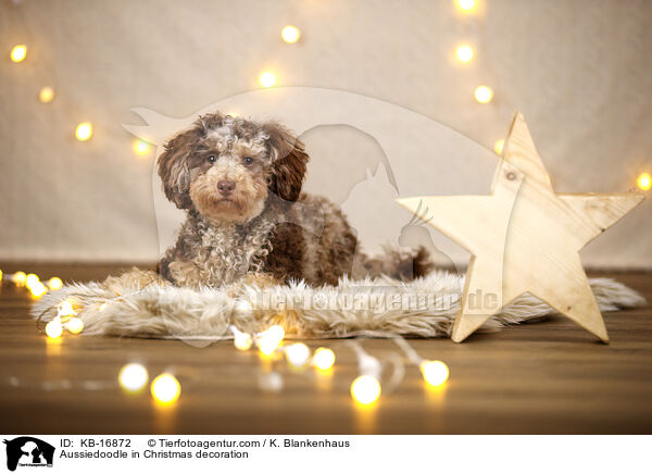 Aussiedoodle in Weihnachtsdeko / Aussiedoodle in Christmas decoration / KB-16872