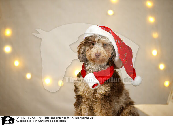 Aussiedoodle in Weihnachtsdeko / Aussiedoodle in Christmas decoration / KB-16873