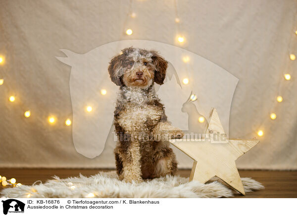 Aussiedoodle in Weihnachtsdeko / Aussiedoodle in Christmas decoration / KB-16876