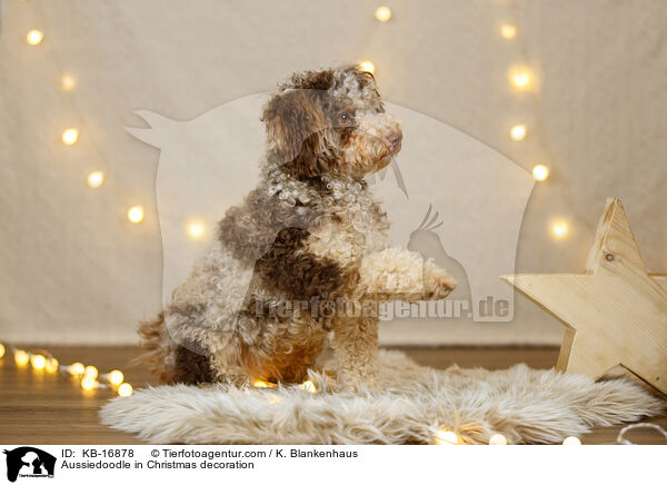 Aussiedoodle in Weihnachtsdeko / Aussiedoodle in Christmas decoration / KB-16878