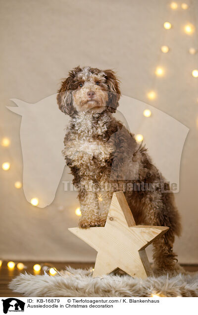 Aussiedoodle in Weihnachtsdeko / Aussiedoodle in Christmas decoration / KB-16879