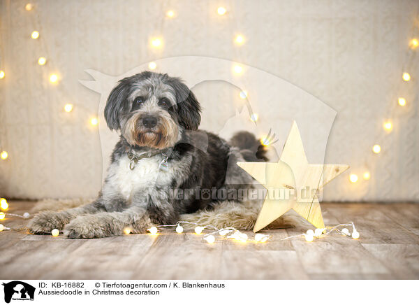 Aussiedoodle in Weihnachtsdeko / Aussiedoodle in Christmas decoration / KB-16882