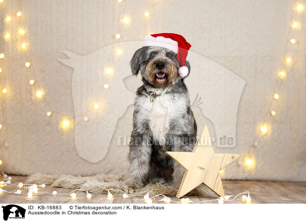 Aussiedoodle in Weihnachtsdeko / Aussiedoodle in Christmas decoration / KB-16883