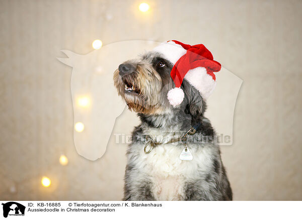 Aussiedoodle in Weihnachtsdeko / Aussiedoodle in Christmas decoration / KB-16885