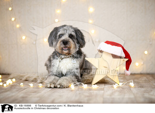 Aussiedoodle in Weihnachtsdeko / Aussiedoodle in Christmas decoration / KB-16886