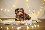 Aussiedoodle in Christmas decoration