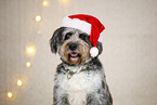 Aussiedoodle in Christmas decoration