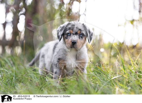 Aussiedor Welpe / Aussiedor Puppy / JEG-02015