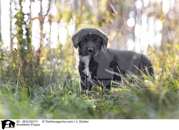 Aussiedor Welpe / Aussiedor Puppy / JEG-02017