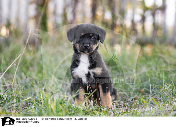 Aussiedor Welpe / Aussiedor Puppy / JEG-02033