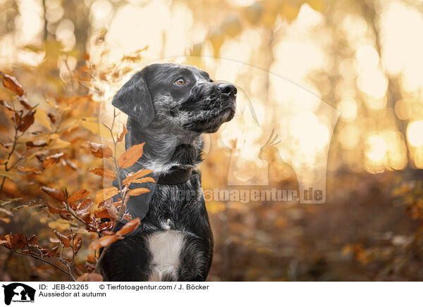 Aussiedor im Herbst / Aussiedor at autumn / JEB-03265