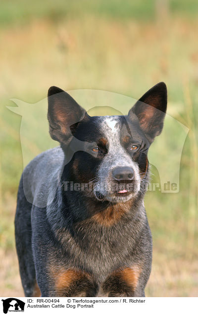 Australian Cattle Dog Portrait / Australian Cattle Dog Portrait / RR-00494