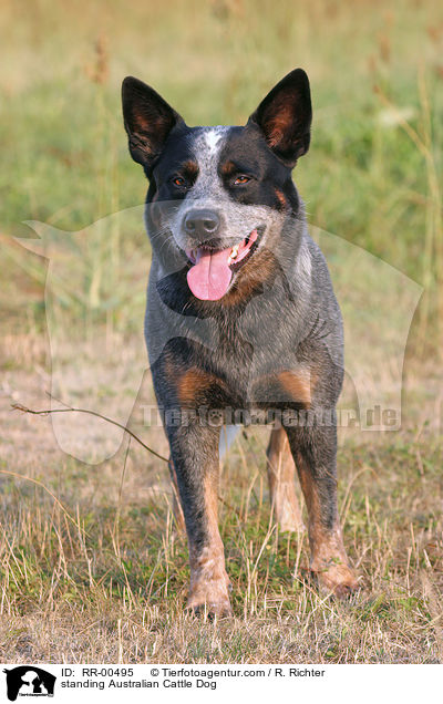 stehender / standing Australian Cattle Dog / RR-00495