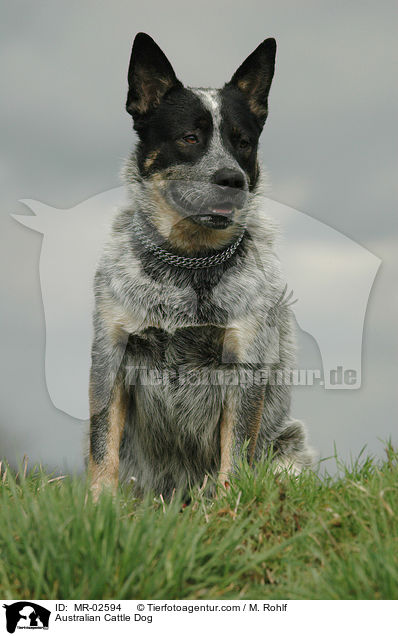 Australian Cattle Dog / Australian Cattle Dog / MR-02594