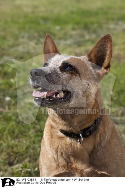 Australian Cattle Dog Portrait / Australian Cattle Dog Portrait / WS-03874