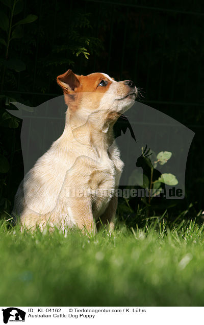 Australian Cattle Dog Welpe / Australian Cattle Dog Puppy / KL-04162