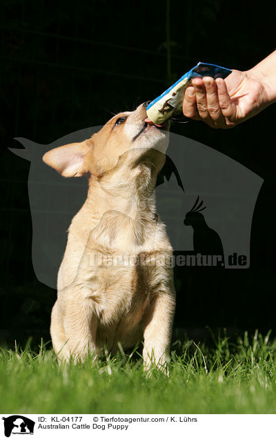 Australian Cattle Dog Welpe / Australian Cattle Dog Puppy / KL-04177