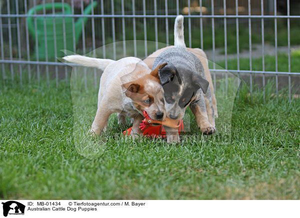 Australian Cattle Dog Welpen / Australian Cattle Dog Puppies / MB-01434