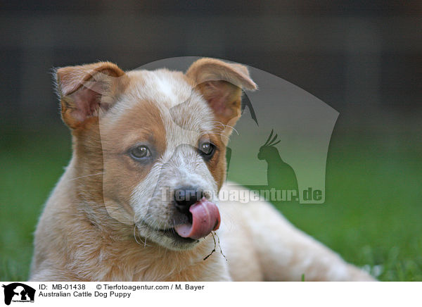 Australian Cattle Dog Welpe / Australian Cattle Dog Puppy / MB-01438