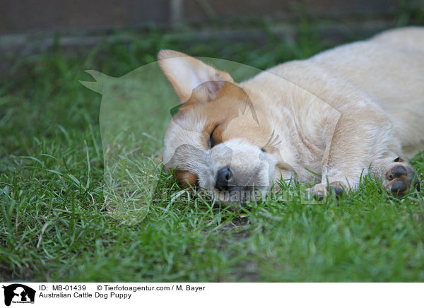 Australian Cattle Dog Welpe / Australian Cattle Dog Puppy / MB-01439