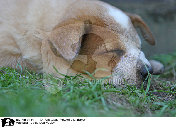 Australian Cattle Dog Welpe / Australian Cattle Dog Puppy / MB-01441