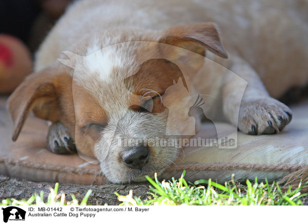 Australian Cattle Dog Welpe / Australian Cattle Dog Puppy / MB-01442