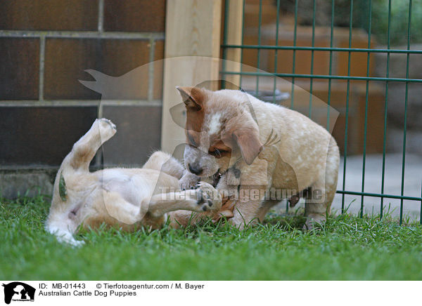 Australian Cattle Dog Welpen / Australian Cattle Dog Puppies / MB-01443